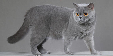 british shorthair özellikleri