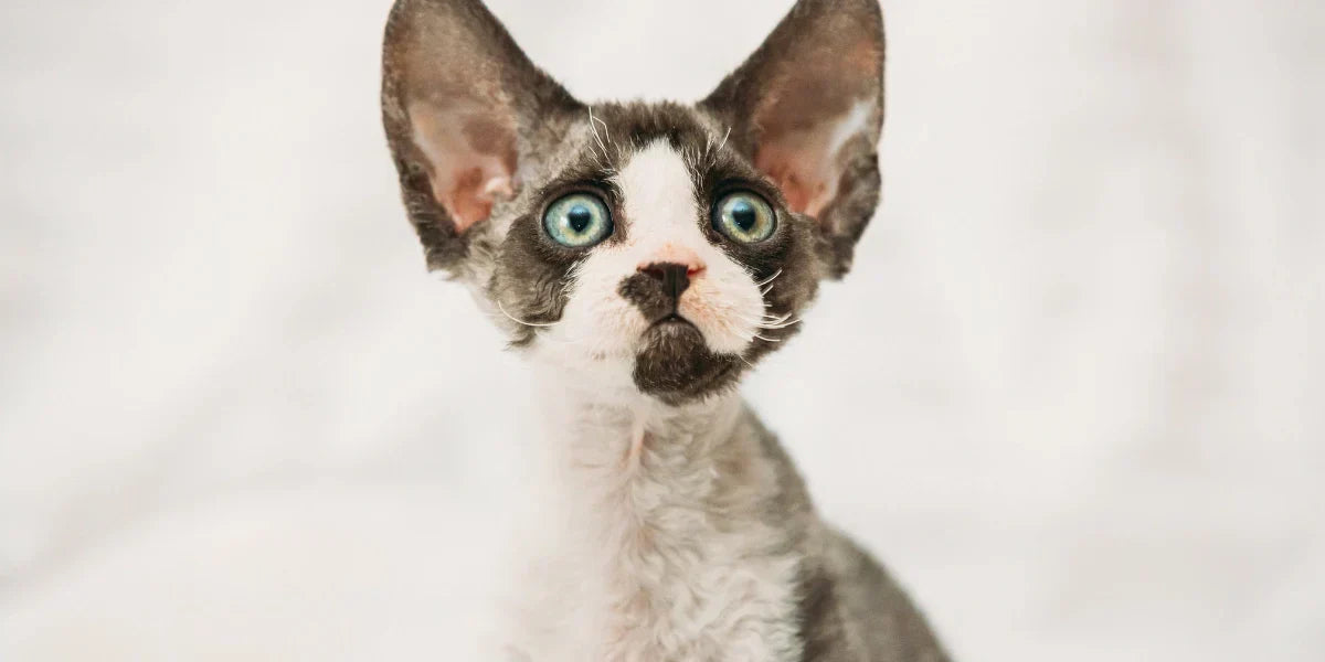 Devon Rex Kedisi Özellikleri