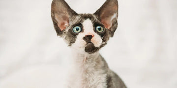 Devon Rex Kedisi Özellikleri